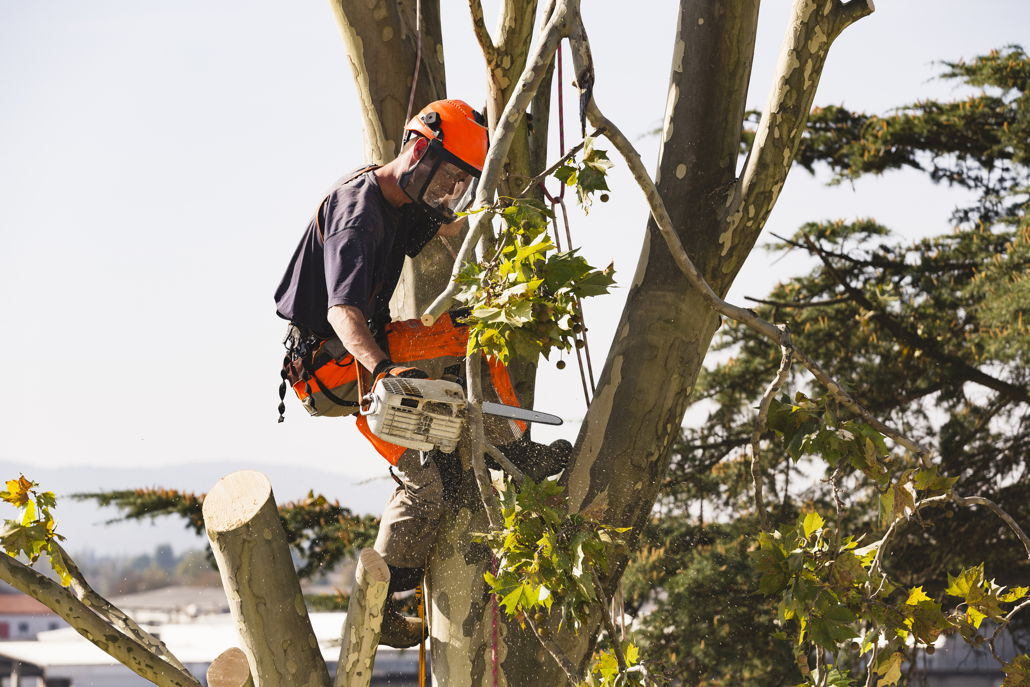 Man sawing tree at the top of the tree with chainsaw and all safety equipment needed for cutting the tree tops.