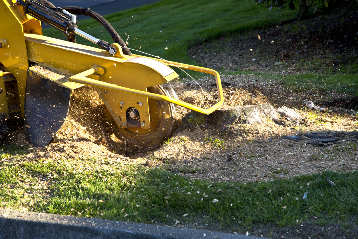 Grinding Tree Stump with Grinder.