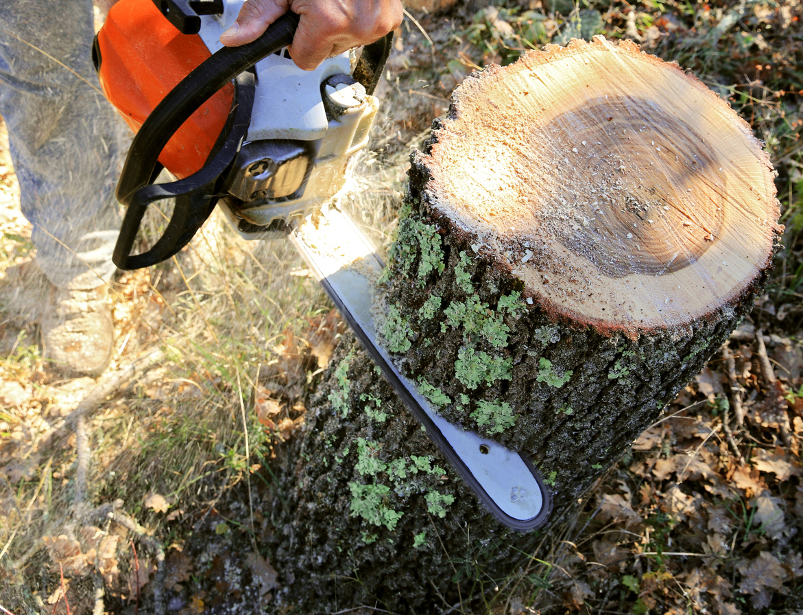 The cutting of large diameter wood is facilitated by the use of a mechanical saw.